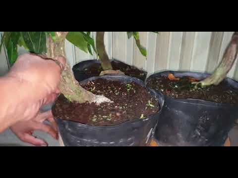 Giao lưu mai cúc thọ hương và đại lộc ngày 25,04,2022 ĐT 09u7329080 hiền