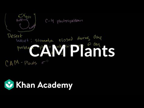 CAM Plants