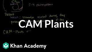 CAM Plants