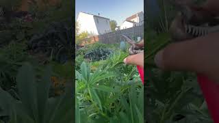 Topping Cannabis Plants