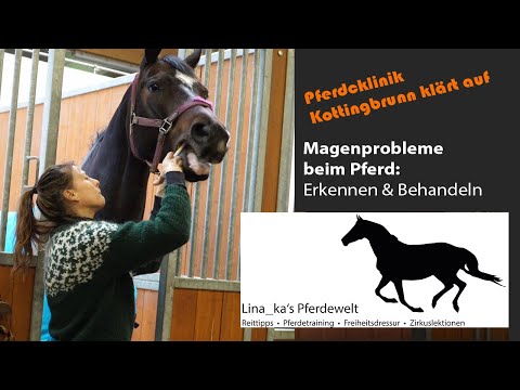 Teil 1: Magenprobleme beim Pferd: Erkennen & Behandeln. Pferdeklinik Kottingbrunn klärt auf.