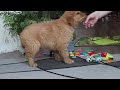 Golden Retriever dogs for sale: Smoker - Video 1