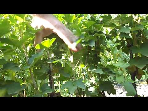 Sadnice ribizle Rasadnik Milojević