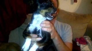 Psycho Blue Eyed Chihuahua