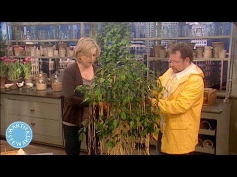 Martha's Prized Spaghetti Tree - April Fool's Day - Martha Stewart