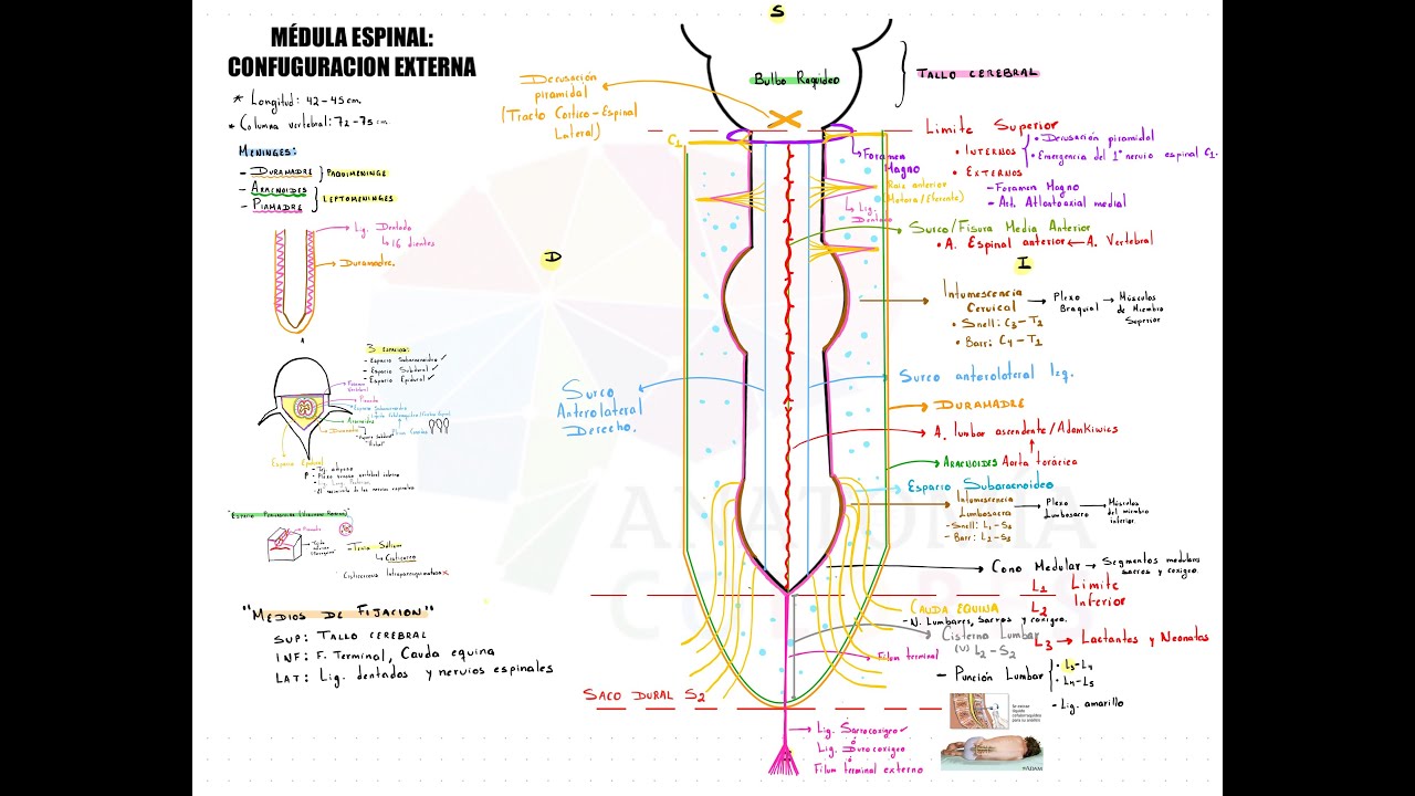 MÉDULA ESPINAL PARTE I