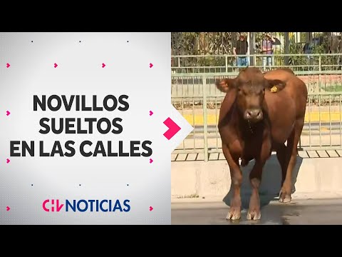 NOVILLO HUYÓ hasta Estación Central: Camión que transportaba vacas fue robado y se volcó