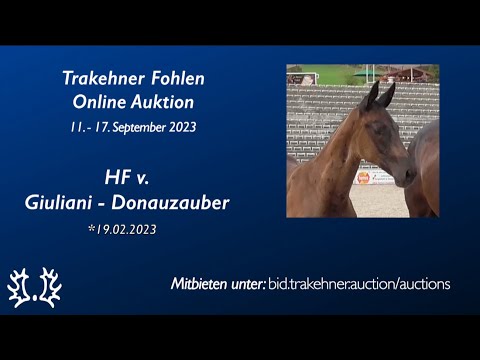 11 - Glanzlicht - HF v. Giuliani - Donauzauber