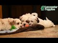 Cavapoo dogs for sale: Cookie - Video 1