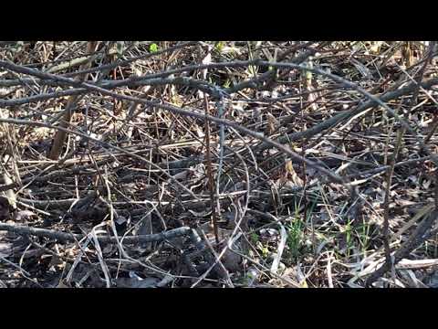 Grass snake in sweden