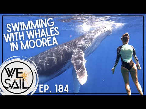 Swimming with Whales in Moorea | Episode 184