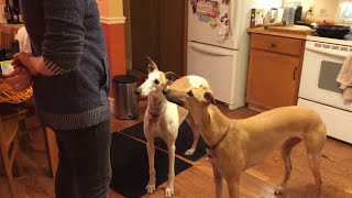 Greyhounds doing tricks