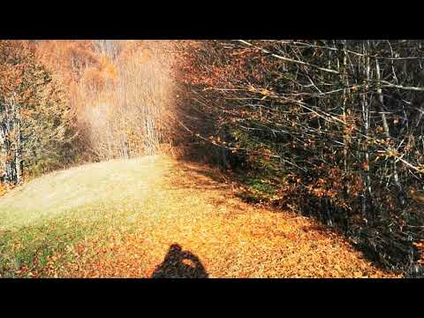 Sita Buzaului,15.11.2020