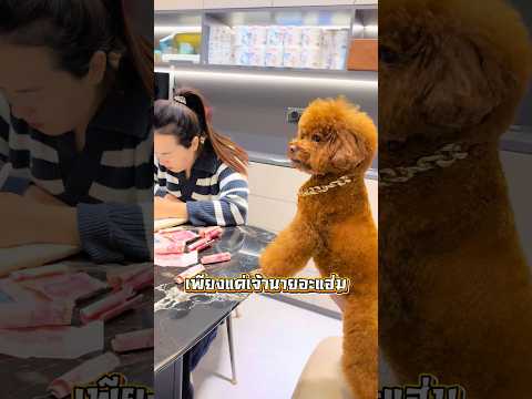 หมาของเขาช่วยจิ๊กเงินแบบเนียนๆ 😏