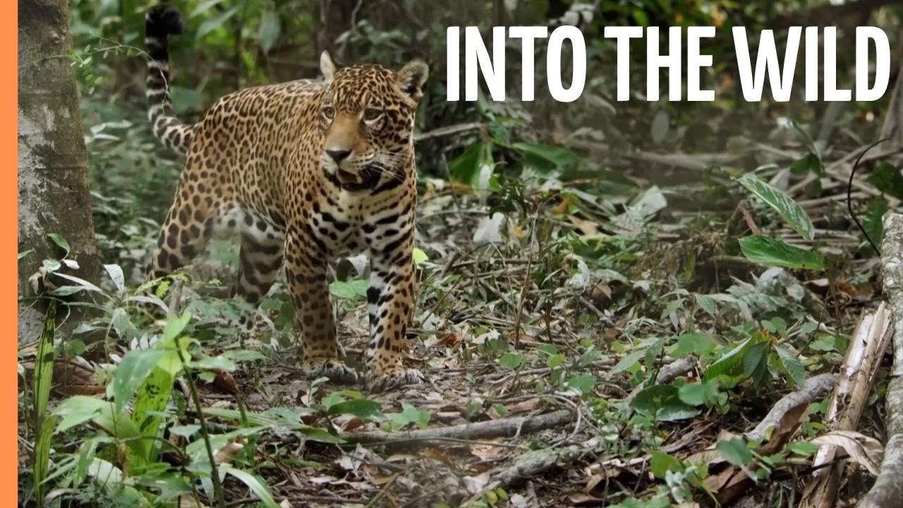 Into the Wild - The Untamed Rainforests and Unique Creatures of Guyana | Full Documentary