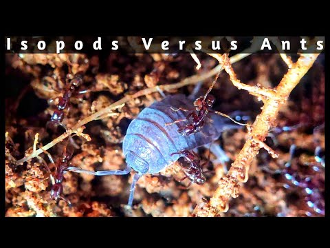 Isopods Versus Ants