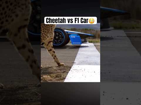 Cheetah vs F1 car #mrbeast
