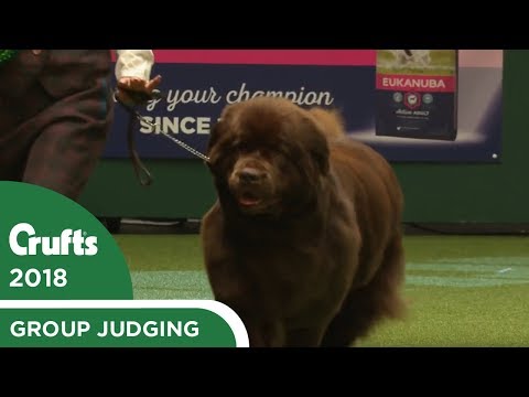 download lagu mp3 mp4 Dog Shows Uk 2018, download lagu Dog Shows Uk 2018 gratis, unduh video klip Dog Shows Uk 2018