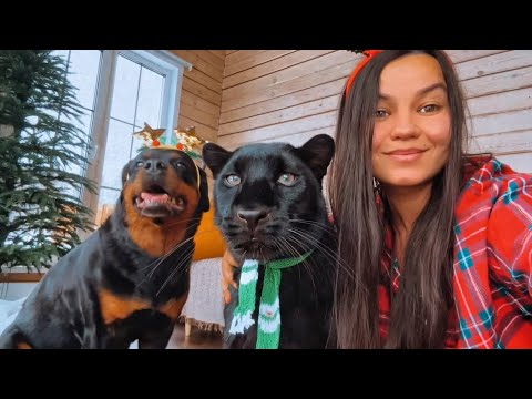 How we spend the New Year's holidays with Luna the panther and Venza 🥳 (ENG SUB)
