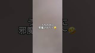 【犬と散歩】初霜 マイナス1℃でも元気です#shorts #morningwalk #犬 #散歩