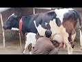top class farizan chulstani cross cow for sale in Pakistan 31/01/2024