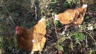 A Sunny Winter Walk Round My Garden