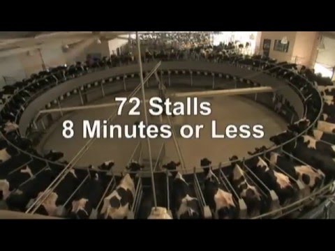 GEA AutoRotor Magnum 90 draaimelkstal - MCN Drachten