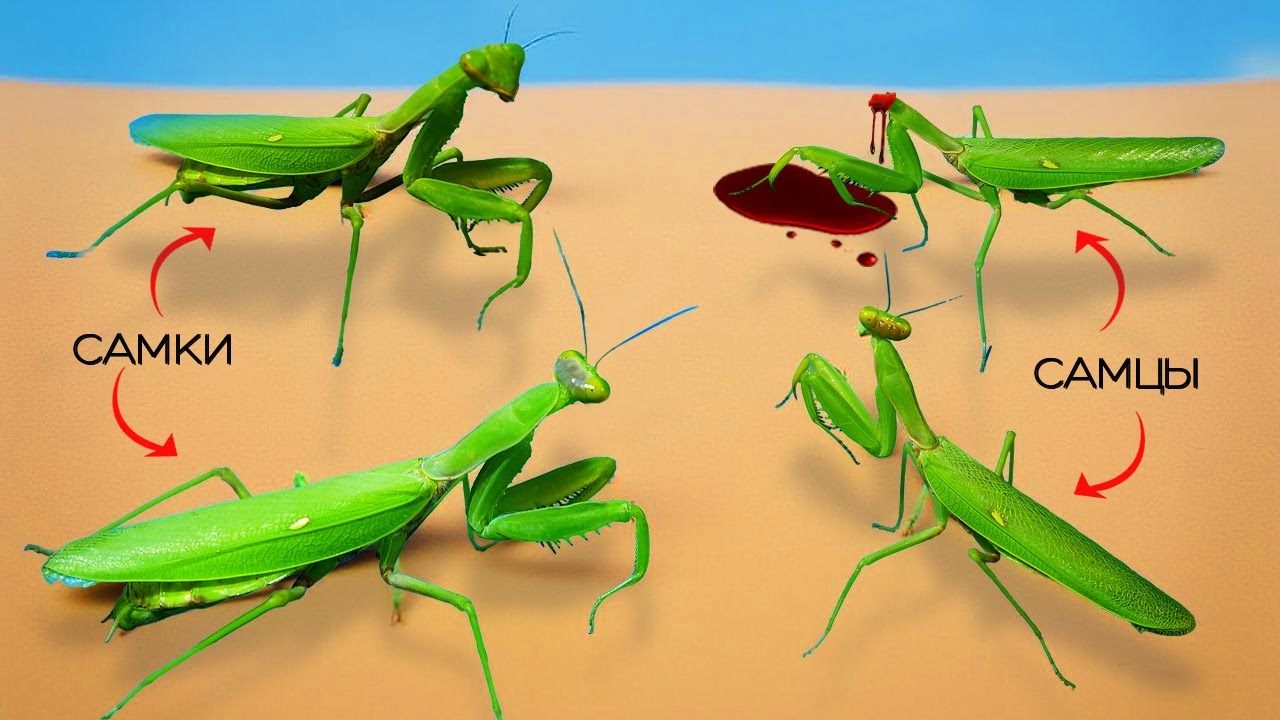 Что Будет, Если 4 БОГОМОЛА Поместить в Один ТЕРРАРИУМ?