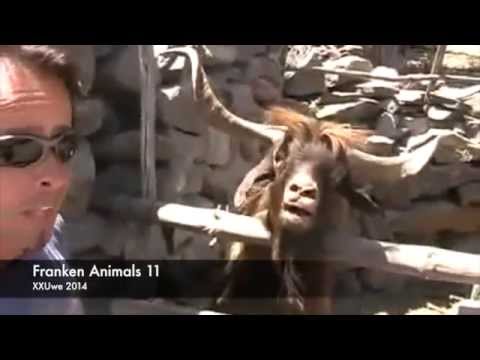 XXUwe - FRANKEN ANIMALS 11