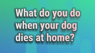 What do you do when your dog dies at home?