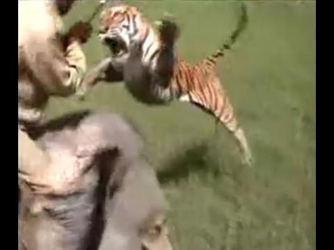 Animal attack and killing