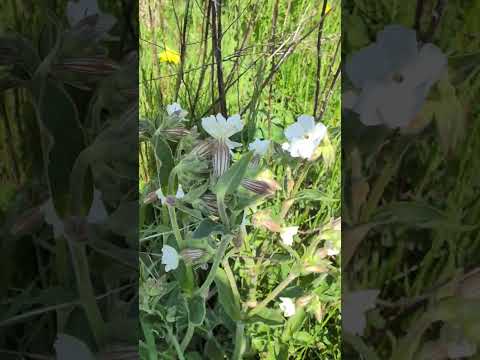 #oldies #oldsongs #oldsouls #flowers #wildflowers