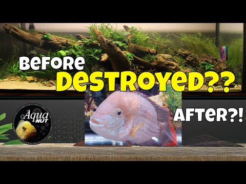 Did he DESTROY Our Aquascape?! Adding a Monster Fish to a Nature Aquarium Mega Build