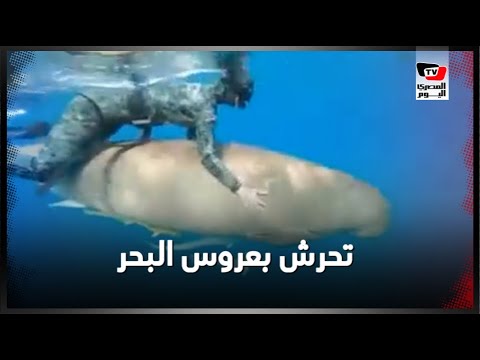تحرش بعروس البحر بمنطقة مرسي علم بالبحر الأحمر