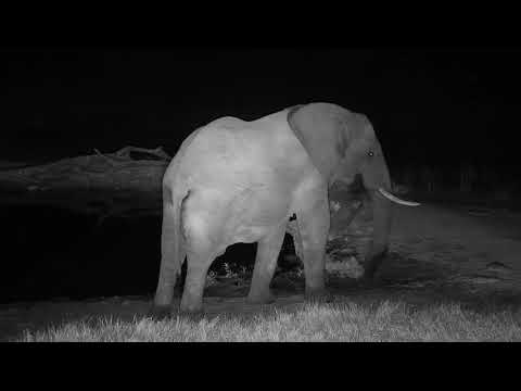 Djuma: Elephant bull getting drink at the pan - 18:08 - 06/01/19