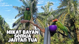 Download lagu BAYAN PIKAT SEDUT.DAPAT JANTAN TUA 8 EKOR mp3