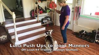 Download Lagu 2.5yo Siberian Husky “Luna” Before and After - Husky dog training Raleigh Durham Thumbnail