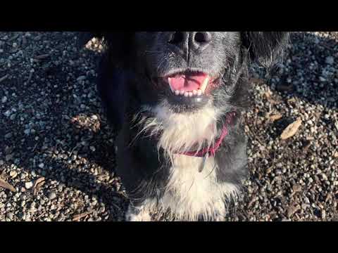 Lucy the Border Collie, an adopted Collie & Spaniel Mix in Seattle, WA_image-1