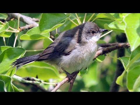 Lesser Whitethroat - Klappergrasmücke - Sylvia curruca calling