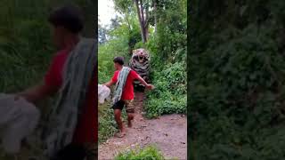 Download lagu can macanan singo Raung ngamuk ngejar orang sampai loncat kesungai mp3