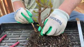 Repotting a 3 Year Old Small Bald Cypress