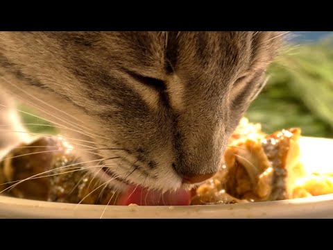 Cat lapping fish broth asmr | Animal ASMR 173