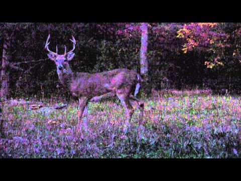 10 point Star City Whitetail taken with a X-bow-2012.