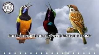 Download lagu Masteran Best Kompilasi !!! Suara burung Cucak cungkok - Kolibri Ninja - Gereja tarung mp3 Download lagu Masteran Best Kompilasi !!! Suara burung Cucak cungkok - Kolibri Ninja - Gereja tarung mp3