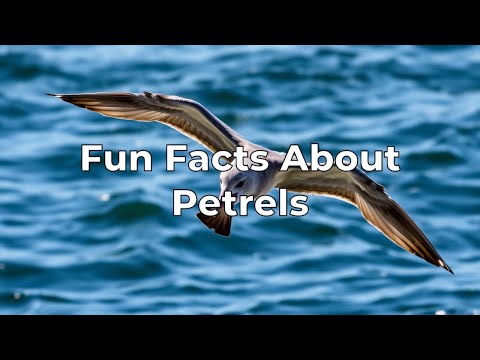 Fun Facts About Petrels