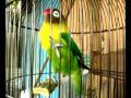Love Bird Ngekek Panjang