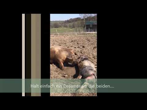 So leben unserer Bio-Freilanschweine