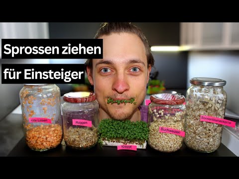 Sprossen selber ziehen - Schritt für Schritt Anleitung