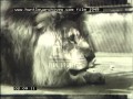 Compilation Of Various Animals 1920 S Film 1949