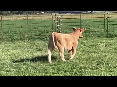 Tag 37 video